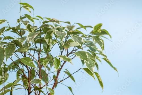 Green plant on a blue background