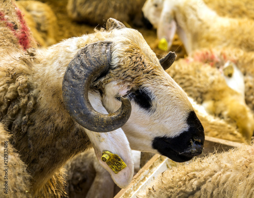 Fotografia Sheep sold in the animal market