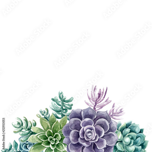Succulents painted with watercolor on a white background. Color cacti. A stone rose. Flowers from the desert.