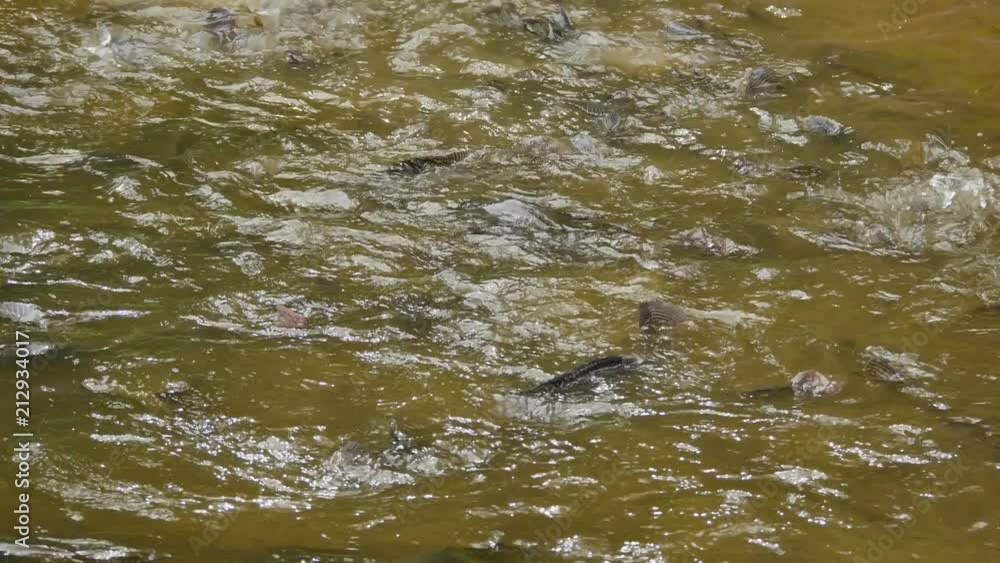 Fish swam to the surface of the water. Fish swam to the surface of the water.