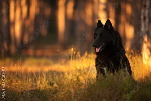 Foto big black long haired dog breed Belgian shepherd for a walk