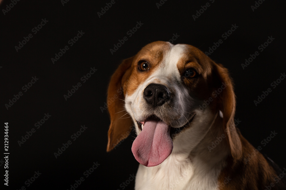 Portrait of beagle dog on black background