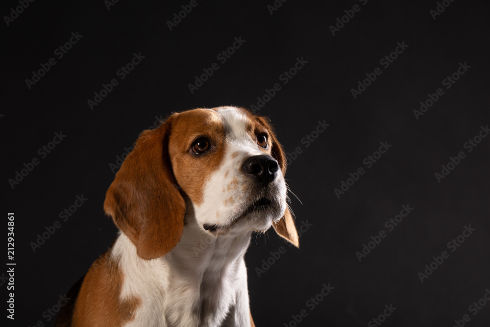 Portrait of beagle dog on black background