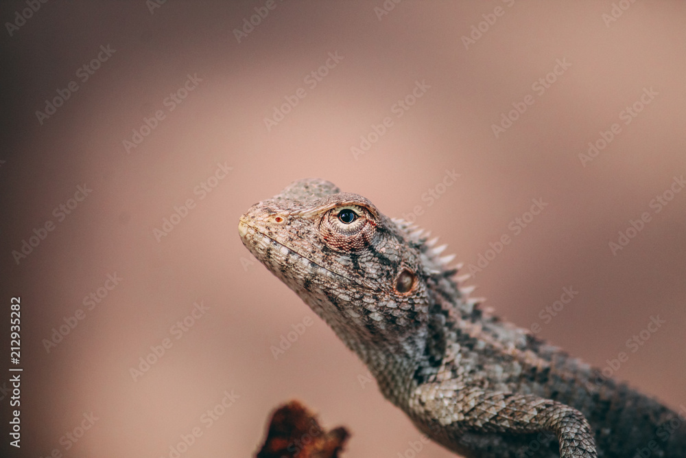 Fototapeta premium Chameleon Close Up