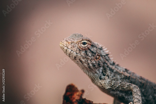 Chameleon Close Up