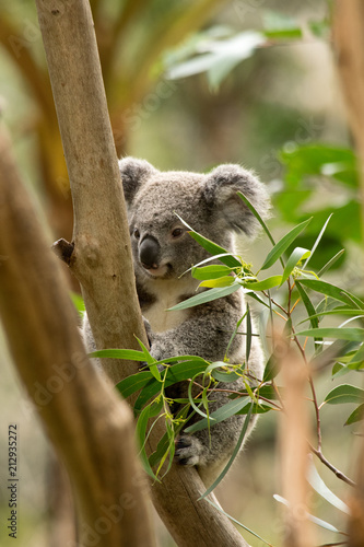 Koala siting on the branch in the wilderness. Australia.