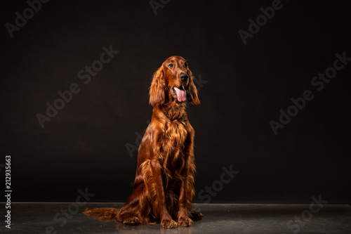 Obraz na płótnie Irish Setter panting studio shot