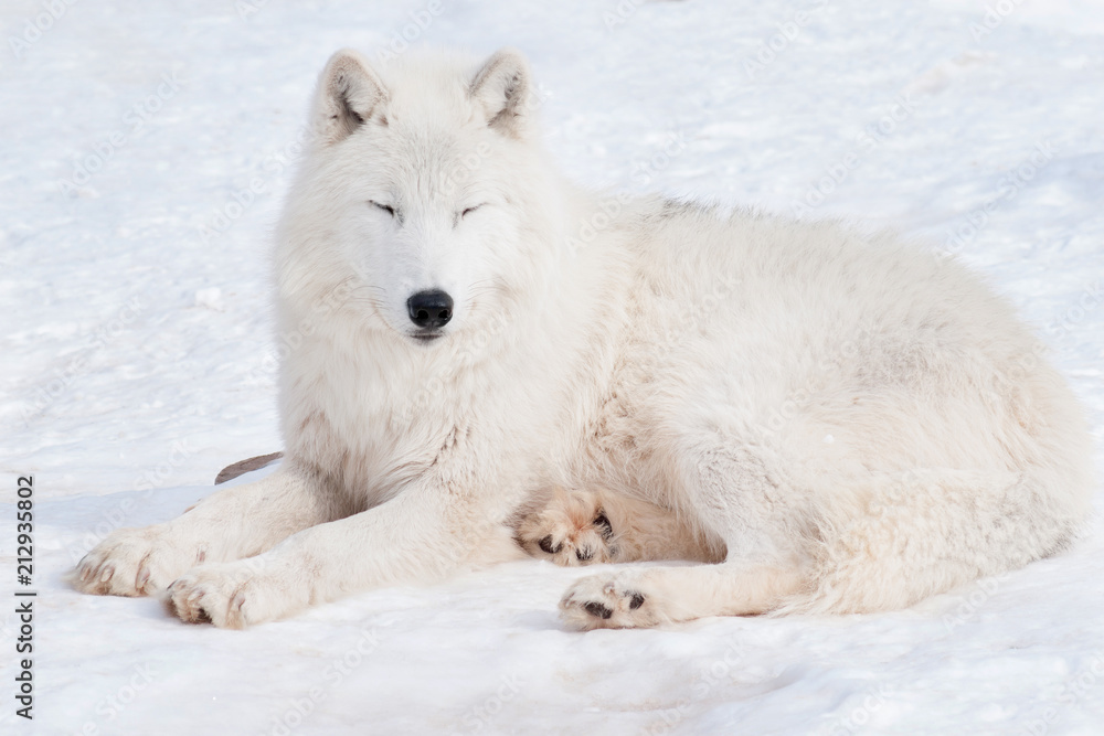 Obraz premium Wild alaskan tundra wolf is sleeping on white snow. Canis lupus arctos.