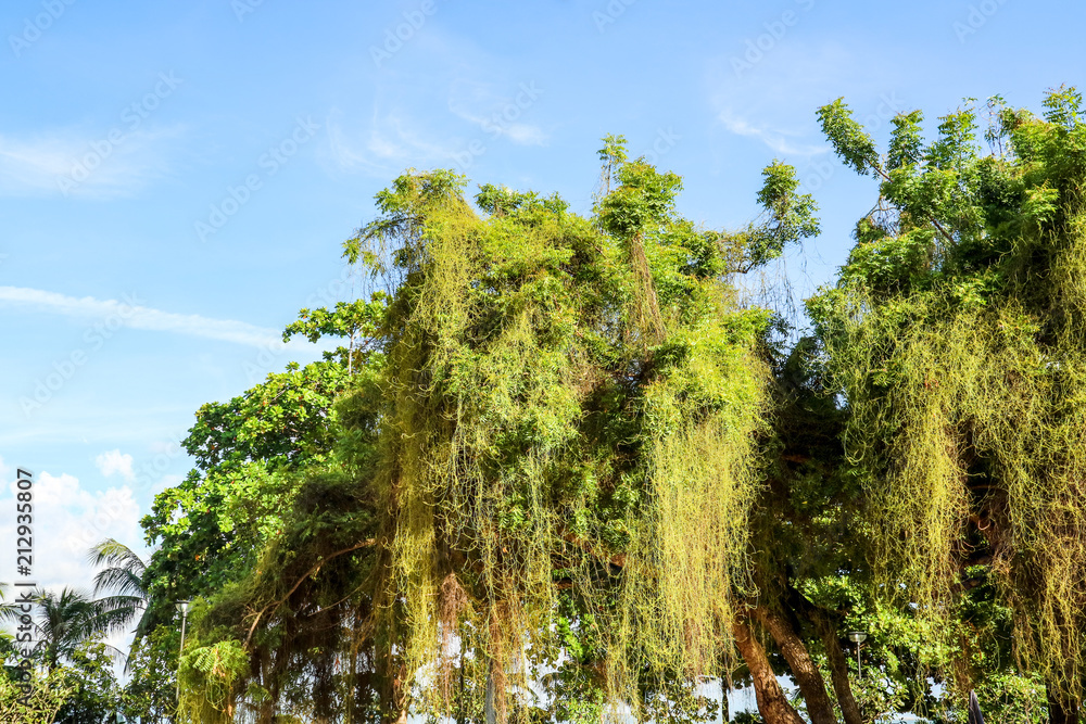 Obraz premium Parasitic plant grown fast and cover tree in abandon land