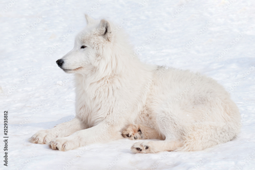 Obraz premium Wild arctic wolf is lying on white snow. Animals in wildlife. Canis lupus arctos.