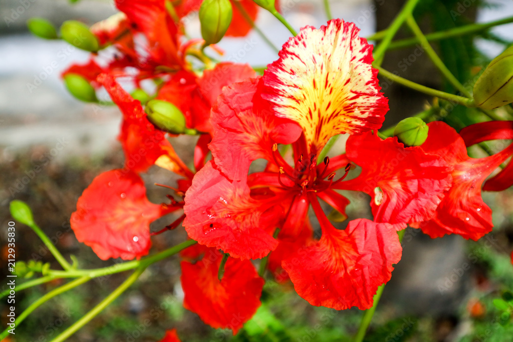 red flower boutique flame tree blooming in public garden red flower boutique flame tree blooming in public garden