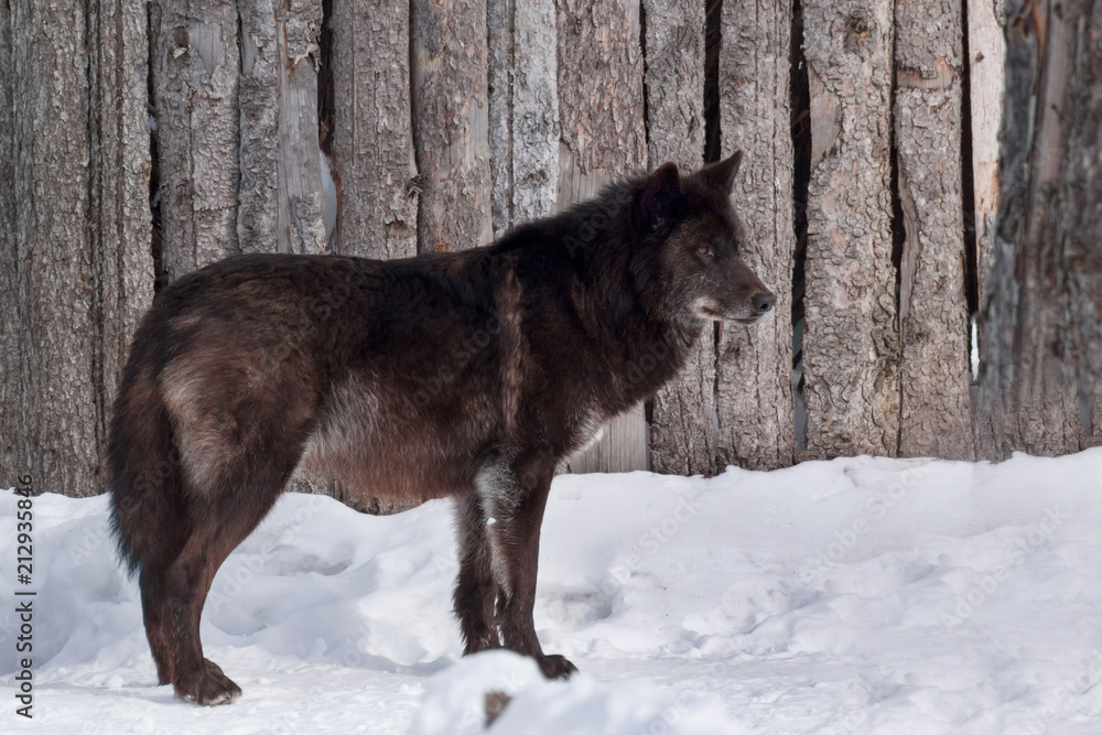 Obraz premium Wild black canadian wolf is standing on white snow. Canis lupus pambasileus.