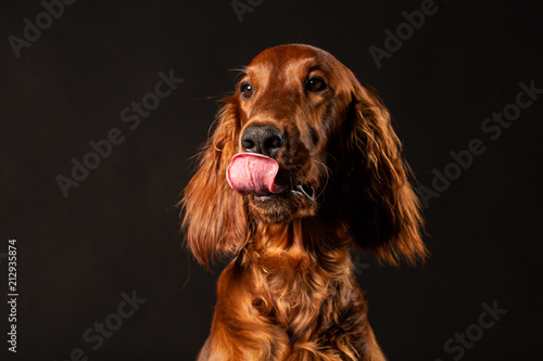 Obraz na płótnie Irish Setter panting studio shot
