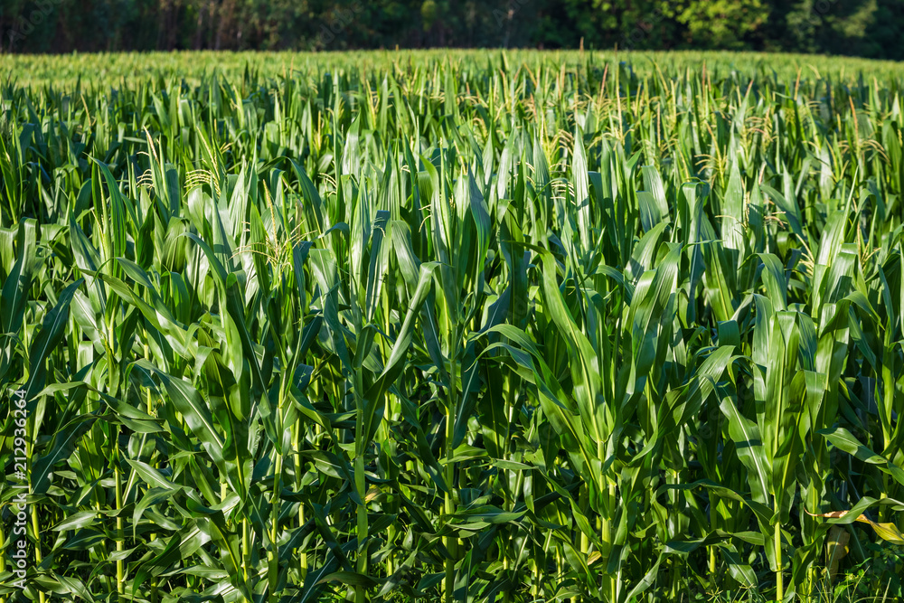 Fototapeta premium Young Corn Trees