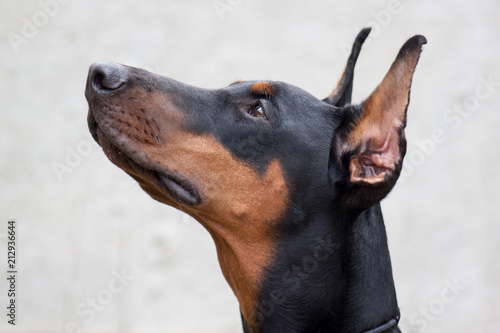 Papier peint Cute doberman pinscher close up. Isolated object.