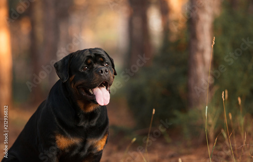 dog of the Rottweiler breed on a walk © serova_ekaterina