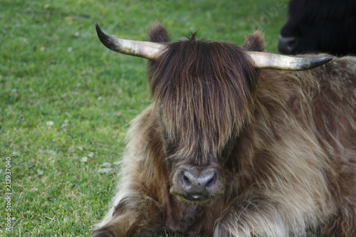 Hochland Kuh, Highland cattle mit braunem Fell und großen Hörnern auf der Wiese