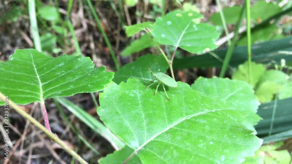 Wanze, grüne Wanze auf Blatt, Laub, Insekt, Natur Wanze, grüne Wanze auf Blatt, Laub, Insekt, Natur