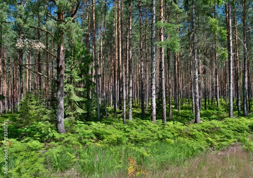 pine forest with ferns