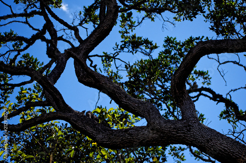 Tree with twisted trunks in the Brazilian cerrado