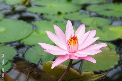 Pink water lily flower head with green