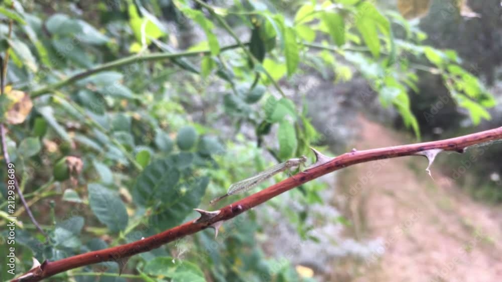 Braune Kleinlibelle auf Dornenzweig Braune Kleinlibelle auf Dornenzweig