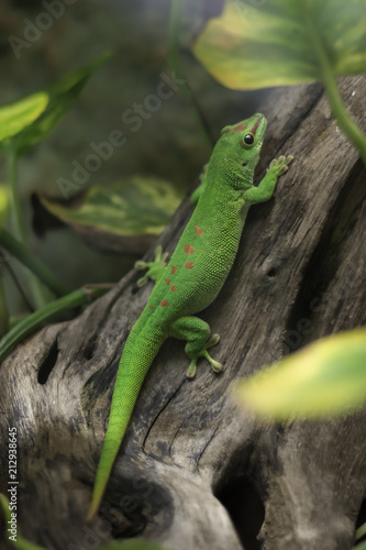 Green lizard in terrarium