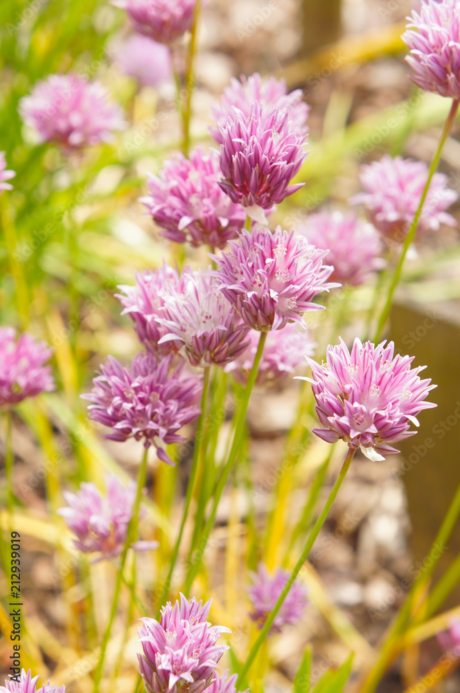 Chives or allium schoenoprasum red plant Chives or allium schoenoprasum red plant