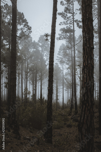 Nature and vulcanic landscapes in Tenerife  Spain