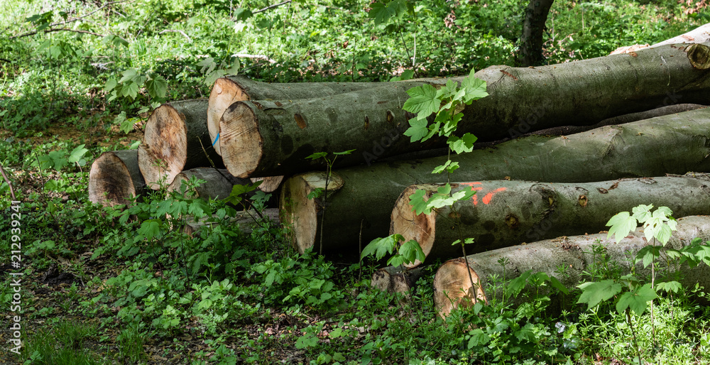 Obraz premium Holzlagerplatz