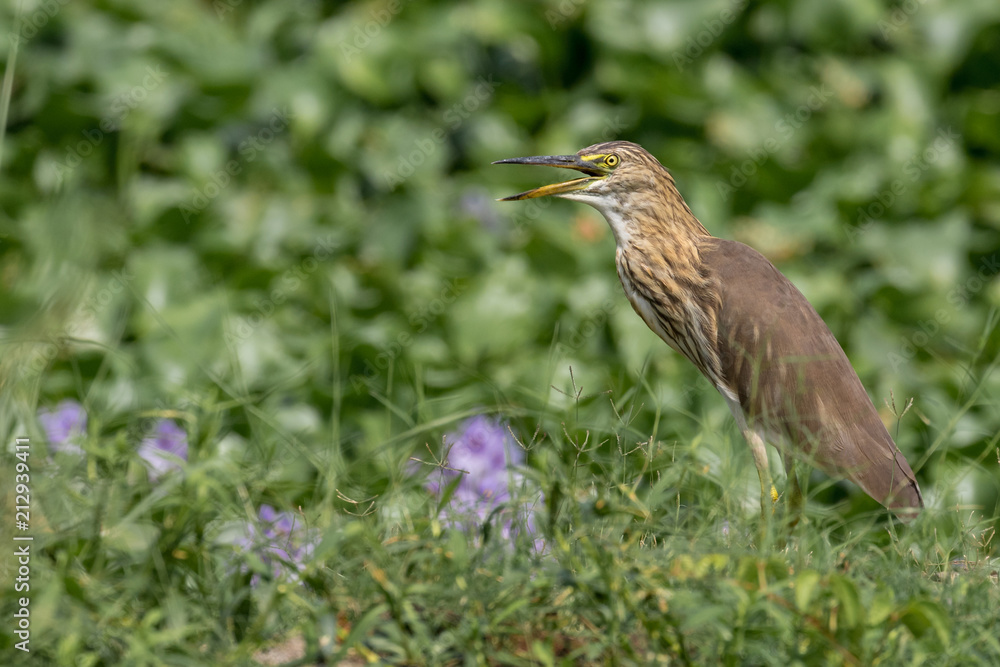 The Indian pond heron or paddybird The Indian pond heron or paddybird