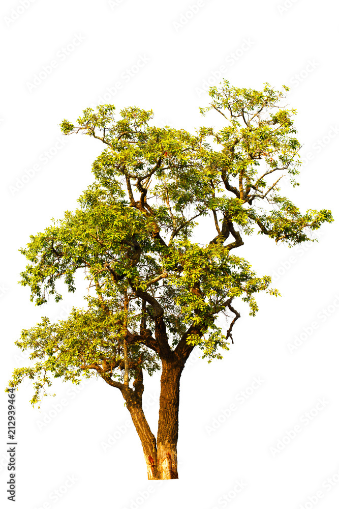 tree with green leaves isolated from a white background tree with green leaves isolated from a white background