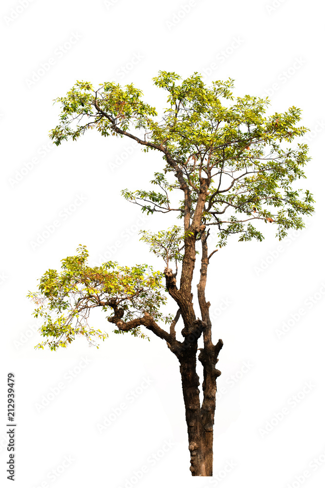 Obraz premium Tree isolated from white background