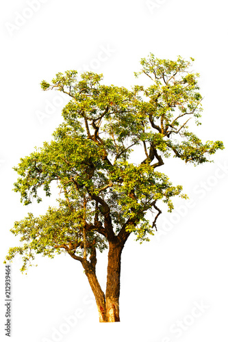  tree with green leaves isolated from a white background