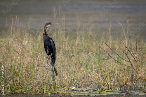 Oriental darter or Indian darter also known as snakebird (Anhinga melanogaster) photo