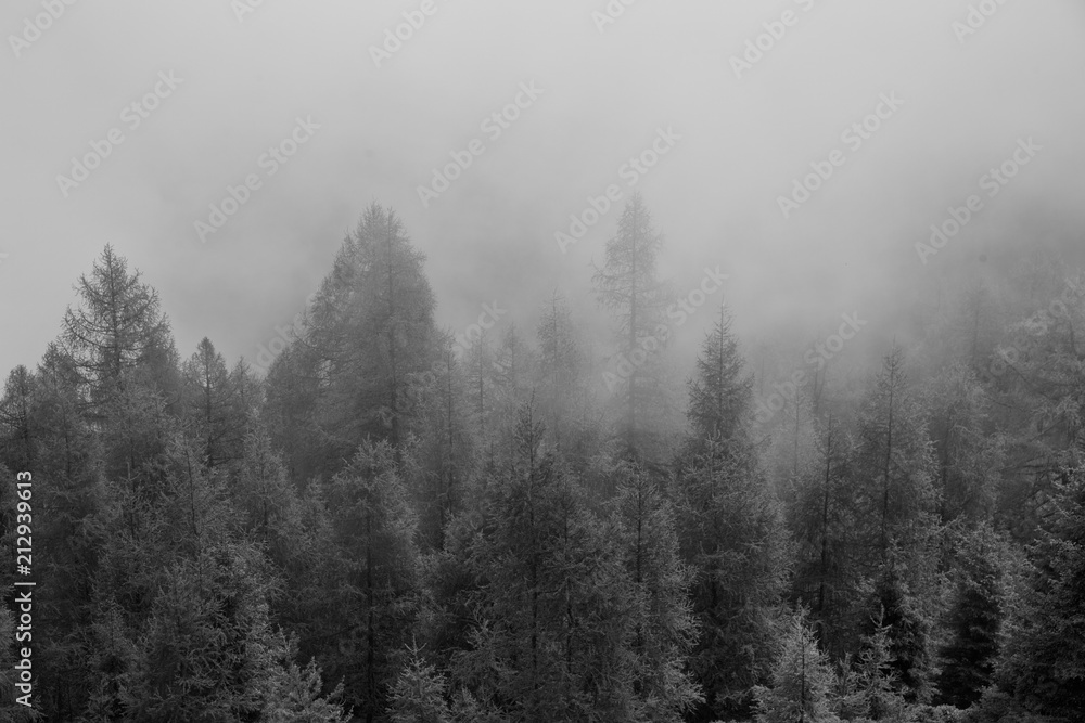 Monochrome gloomy foggy pine wood forest.