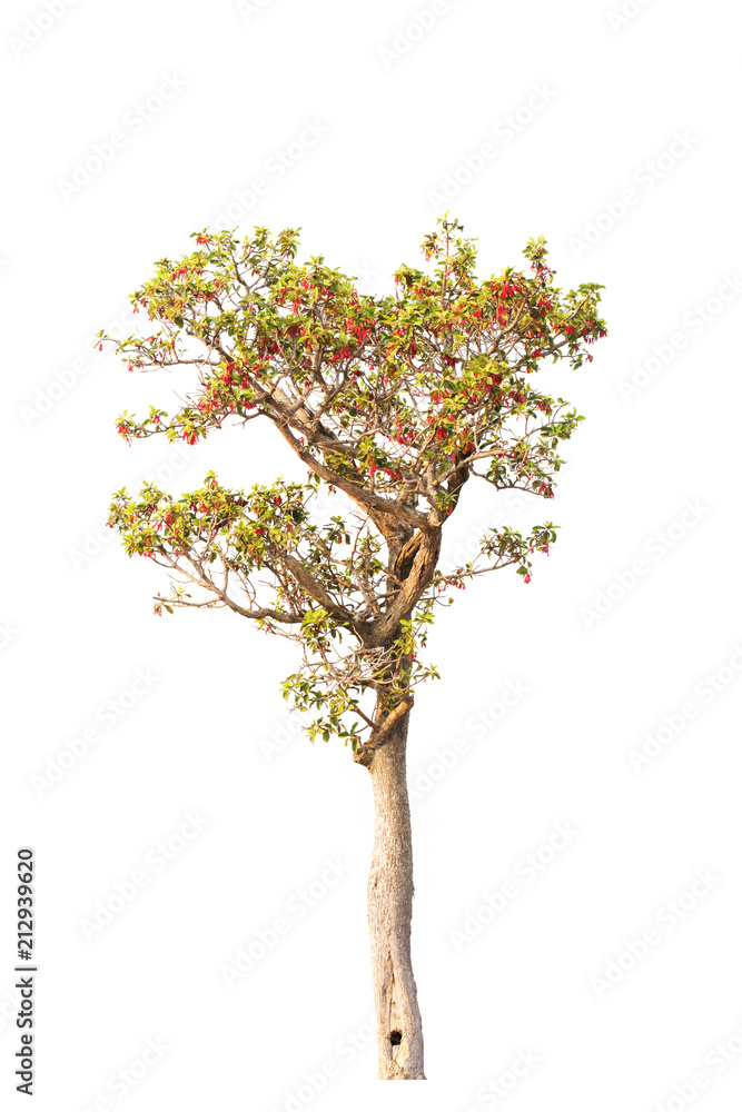 tree with red flowers isolated from a white background tree with red flowers isolated from a white background