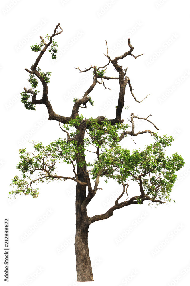 Fototapeta premium Tree with leaves isolated from white background