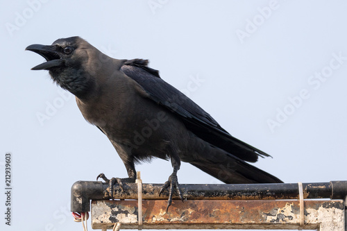 The house crow (Corvus splendens),