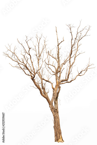 Dead tree isolated white background