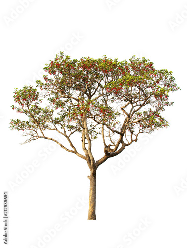  Tree isolated on a white background