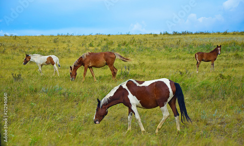 Horses on meadow © Cooper