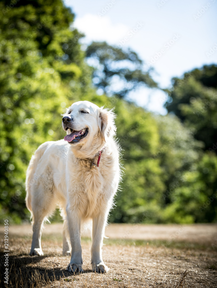 The Golden Retriever The Golden Retriever