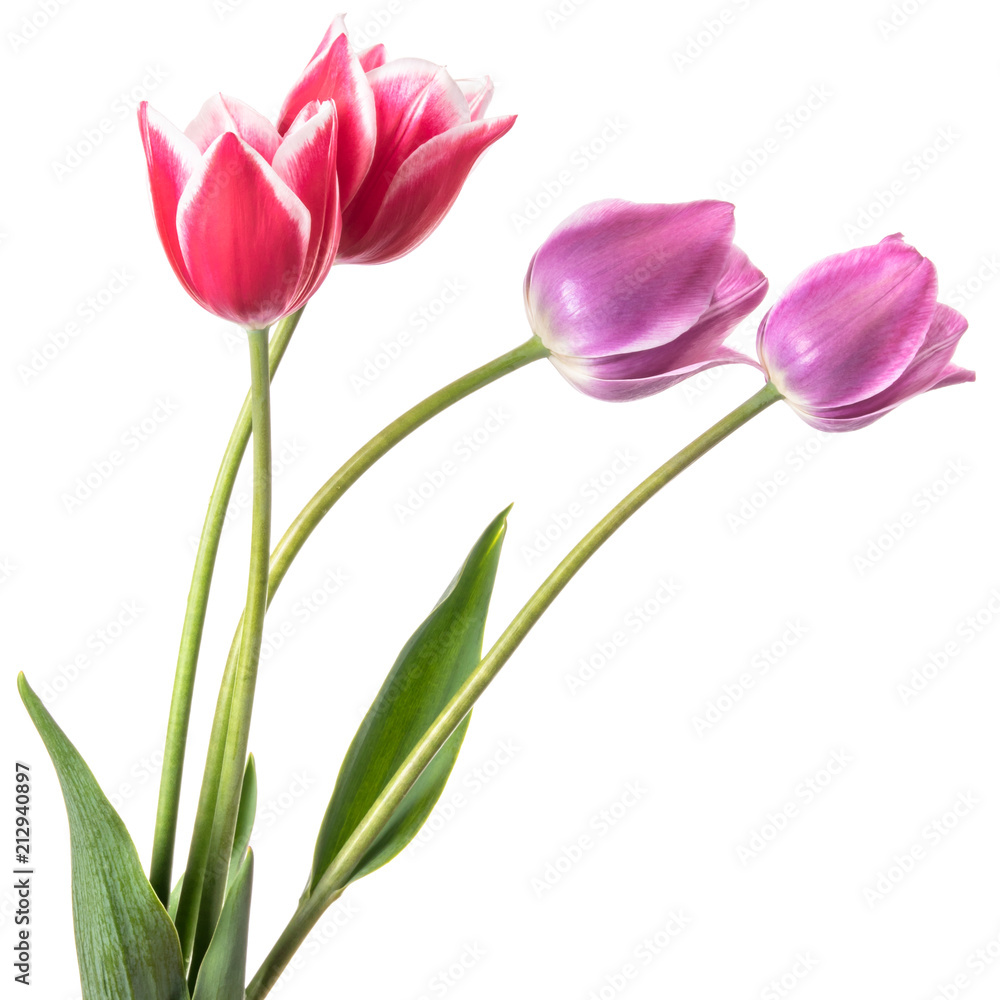 Beautiful pink and lilac tulip flower isolated on a white background Beautiful pink and lilac tulip flower isolated on a white background