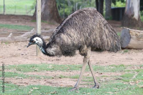 Emu