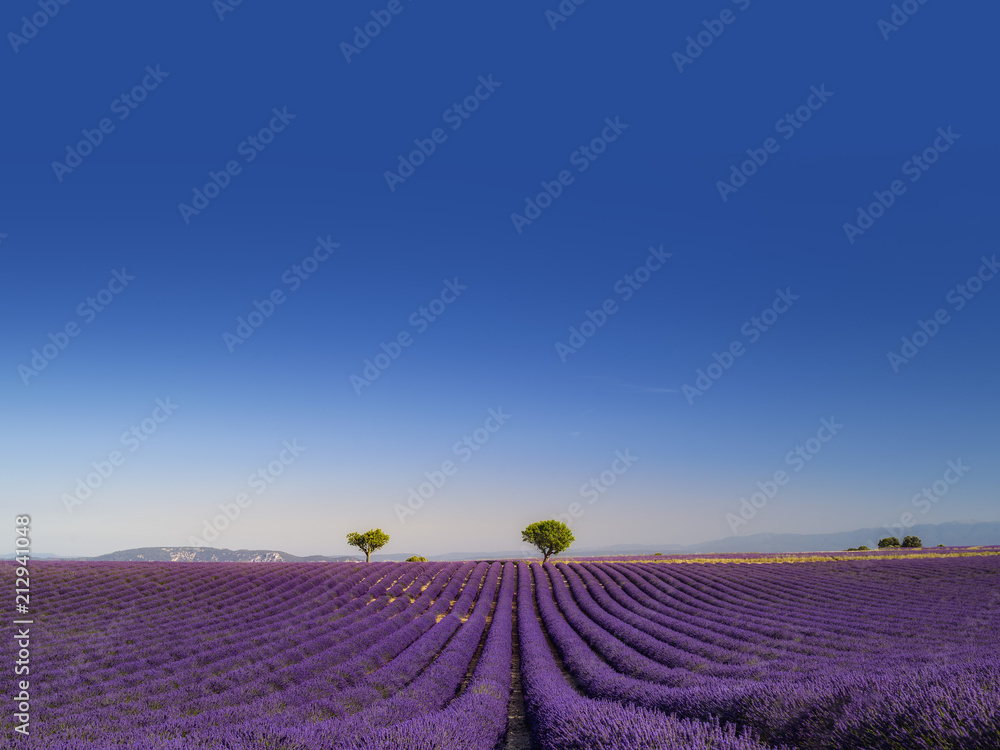 Obraz premium Panorama kwiecistych pól lawendy