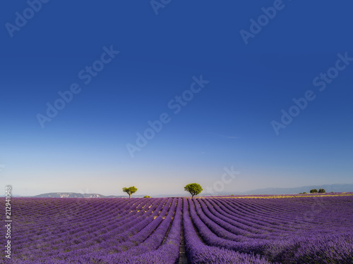 Fototapeta Naklejka Na Ścianę i Meble -  Panorama di campi di lavanda fiorita