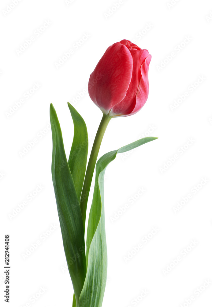 Red tulip flower isolated on white background Red tulip flower isolated on white background