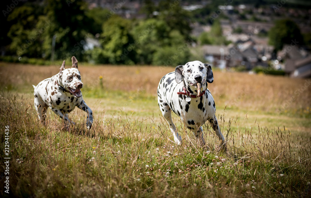 Dogs Playing in the Field