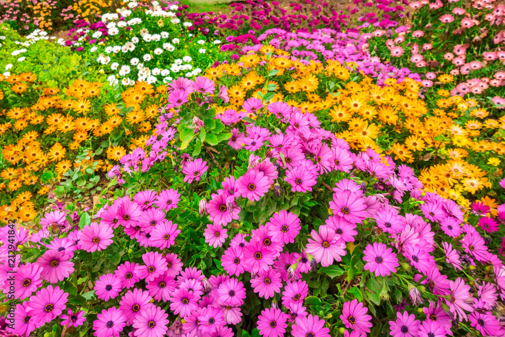 Obraz premium beautiful flowerbed of colorful african daisies Dimorphoteca, Osteospermum like background in park